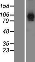 ls165215 fam171b human over expression lysates nm 177454 wb testing 1