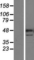 ls165631 parp15 human over expression lysates nm 152615 wb testing 1