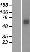 RNF168 Human Over-expression Lysates NM_152617
