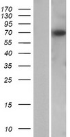 ls166348 kbtbd12 human over expression lysates nm 207335 wb testing 1