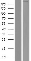 FREM3 Human Over-expression Lysates NM_001168235