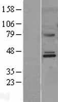 ls166785 mmaa human over expression lysates nm 172250 wb testing 1