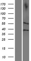 CDC20B Human Over-expression Lysates NM_152623