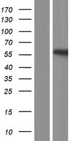 ls167127 ugt3a2 human over expression lysates nm 001168316 wb testing 1
