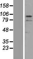 ZNF366 Human Over-expression Lysates NM_152625