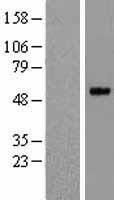 PRSS35 Human Over-expression Lysates NM_153362