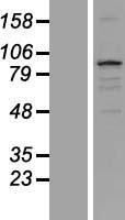 TXLNB Human Over-expression Lysates NM_153235