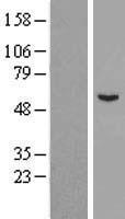 C6orf118 Human Over-expression Lysates NM_144980