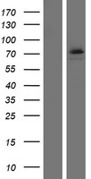 ls168400 ddx53 human over expression lysates nm 182699 wb testing 1