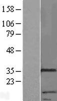 ls168433 rnf133 human over expression lysates nm 139175 wb testing 1