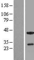 THAP5 Human Over-expression Lysates NM_182529