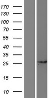 ls168455 ccdc71l human over expression lysates nm 175884 wb testing 1