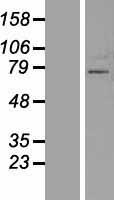 ls168850 znf800 human over expression lysates nm 176814 wb testing 1