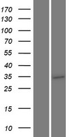 TMEM64 Human Over-expression Lysates NM_001146273