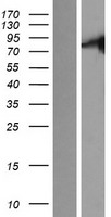 C9orf96 (STKLD1) Human Over-expression Lysates NM_153710