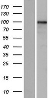 ls169792 glis3 human over expression lysates nm 001042413 wb testing 1