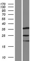 ls169981 spin3 human over expression lysates nm 001010862 wb testing 1
