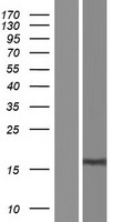 LINC02870 Human Over-expression Lysates NM_173541