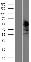 SSBP4 Human Over-expression Lysates NM_001009998
