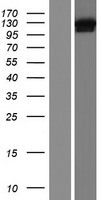 DHX36 Human Over-expression Lysates NM_020865