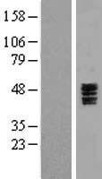 ls170572 htr3c human over expression lysates nm 130770 wb testing 1