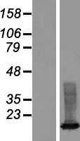 XAGE3 Human Over-expression Lysates NM_133179