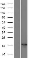 PSORS1C1 Human Over-expression Lysates NM_014068