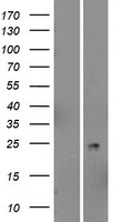PSORS1C2 Human Over-expression Lysates NM_014069