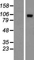 ls170689 adamts15 human over expression lysates nm 139055 wb testing 1