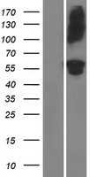 ADAMTS16 Human Over-expression Lysates NM_139056