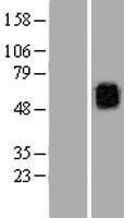 KCNG3 Human Over-expression Lysates NM_172344