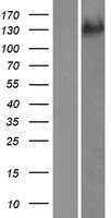 ls171019 adamts19 human over expression lysates nm 133638 wb testing 1