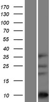 ls171023 asxl1 human over expression lysates nm 001164603 wb testing 2