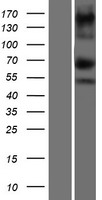 ls171023 asxl1 human over expression lysates nm 015338 wb testing 1