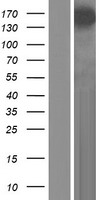 Synaptopodin 2 (SYNPO2) Human Over-expression Lysates NM_001128934
