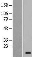 ls171169 spaca4 human over expression lysates nm 133498 wb testing 1