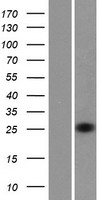 RHOV Human Over-expression Lysates NM_133639