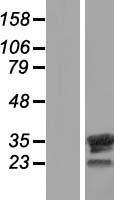 ls171483 fam9b human over expression lysates nm 205849 wb testing 1