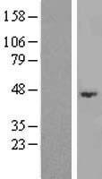 ls171586 abhd3 human over expression lysates nm 138340 wb testing 1