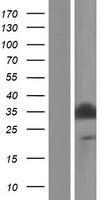 ls192111 pgam5 human over expression lysates nm 001170544 wb testing 1