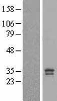 ls192111 pgam5 human over expression lysates nm 138575 wb testing 2