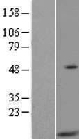 HIGD2A Human Over-expression Lysates NM_138820