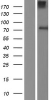 ls192669 ago3 human over expression lysates nm 177422 wb testing 2