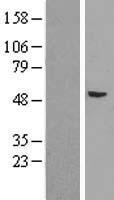 Argonaute 4 (AGO4) Human Over-expression Lysates NM_017629