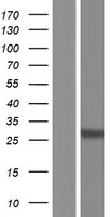 ls192683 scamp5 human over expression lysates nm 001178112 wb testing 1