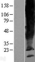 ls192683 scamp5 human over expression lysates nm 138967 wb testing 2