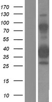 ls195828 znf367 human over expression lysates nm 153695 wb testing 1