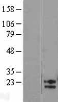 ls196394 amn1 human over expression lysates nm 207337 wb testing 1