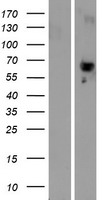 PLBD2 Human Over-expression Lysates NM_001159727