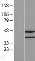 FAM86A (EEF2KMT) Human Over-expression Lysates NM_201400